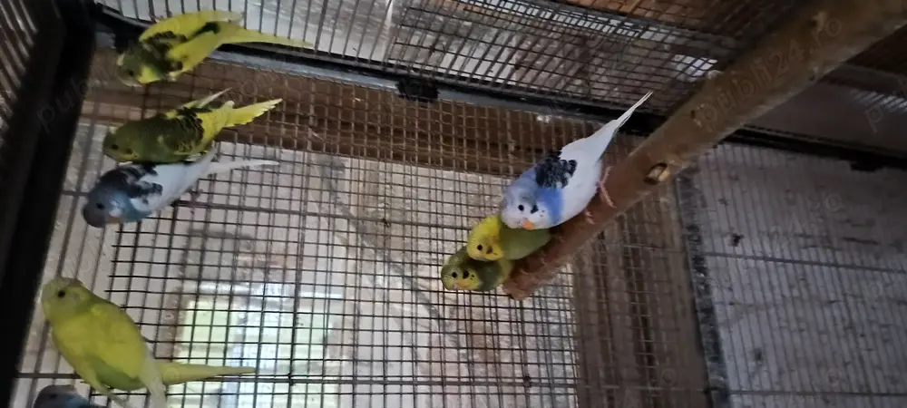 Peruși 2025 de vanzare Peruși 2025 de vanzare