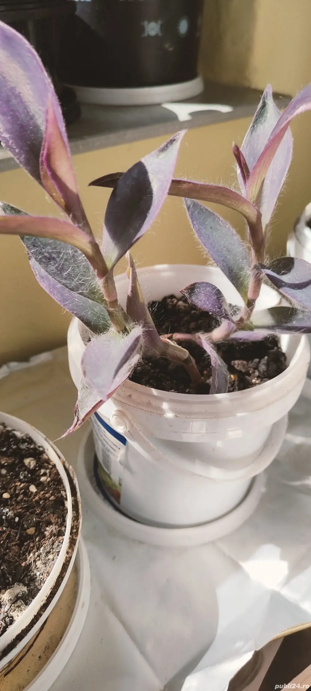 vând puieți crassula floare Regina Purpurie 