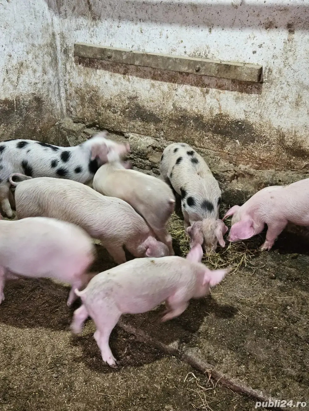 șoldani de vânzare 