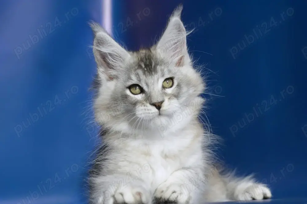 Pisici Maine Coon cu pedigree! 