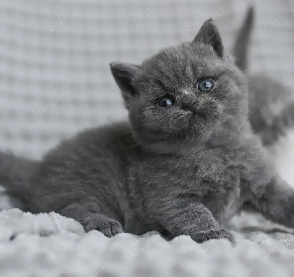 Pisici British SHORTHAIR. Pisici British SHORTHAIR.