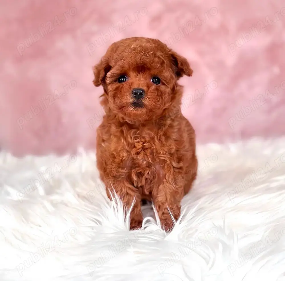 Poodle TOY cu pedigree. Poodle TOY cu pedigree.