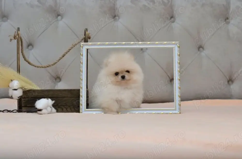 Pomeranian cu pedigree!