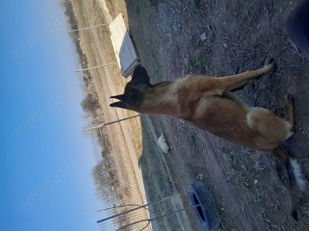 Pui Ciobanesc Malinois Pui Ciobanesc Malinois