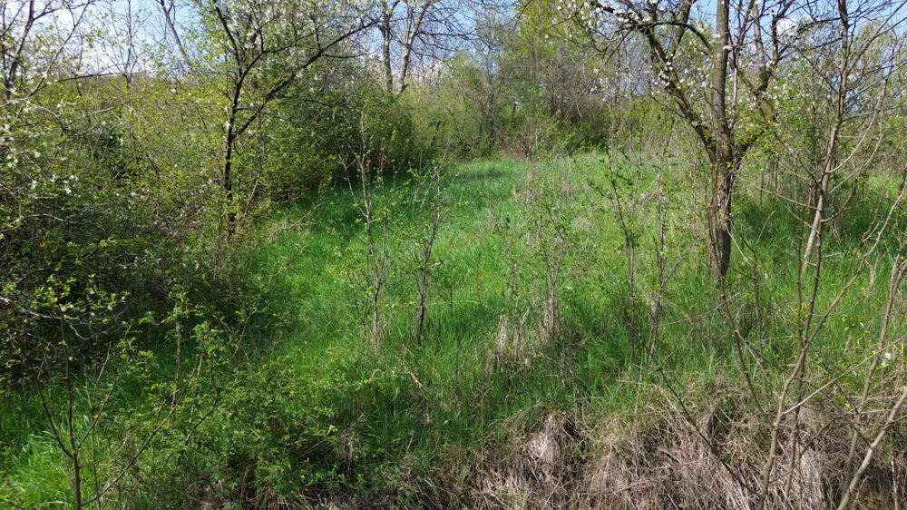 Teren   Jiblea Veche   