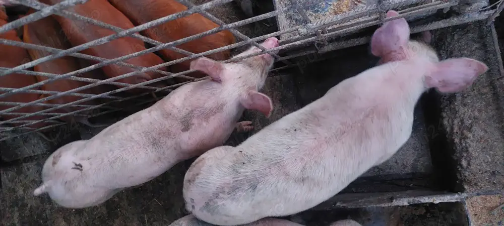 Vand purcei 7 saptamani