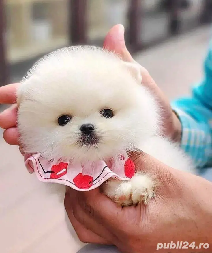 Pomeranian mini ursuleț 
