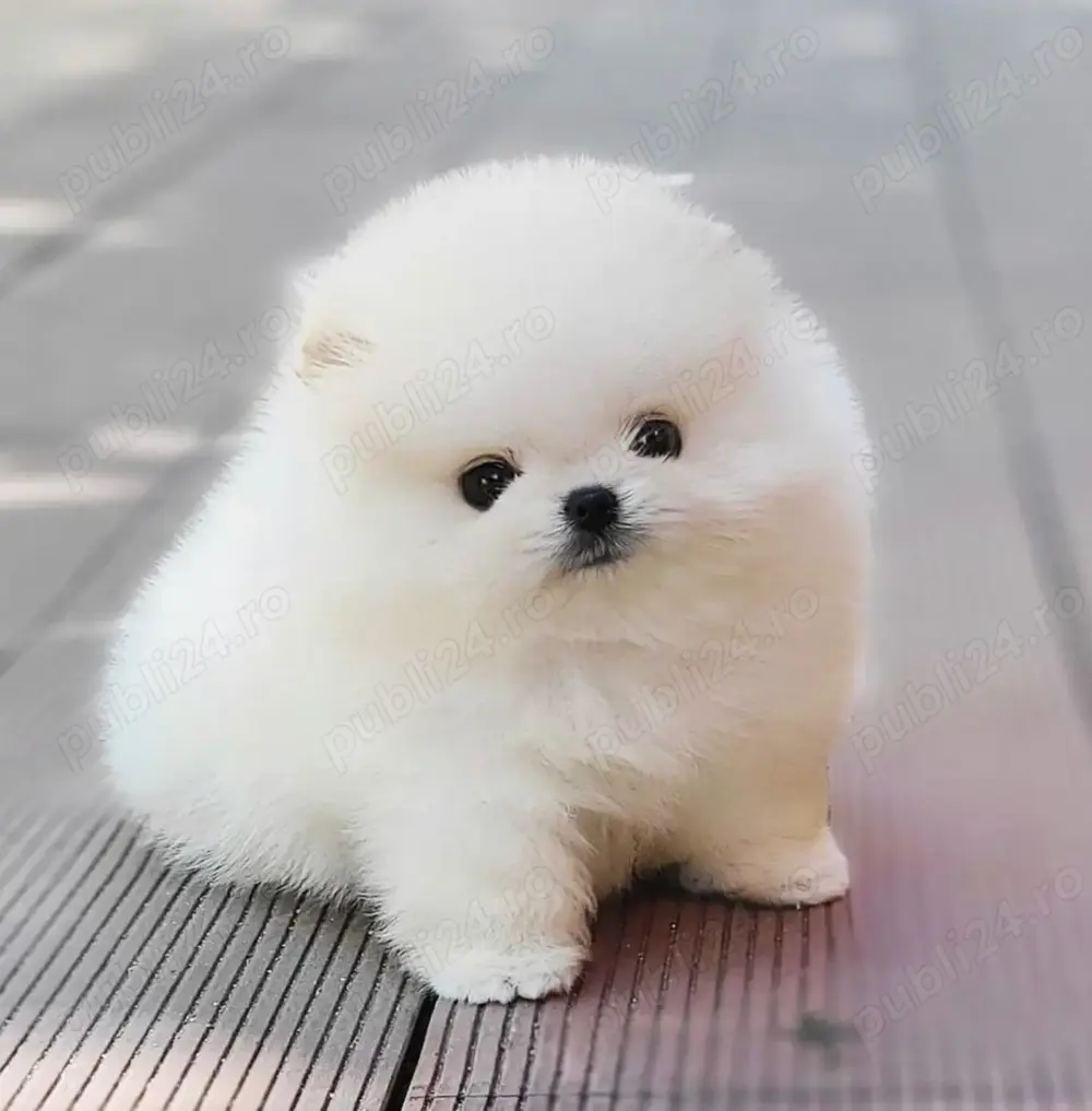  Pomeranian mini toy