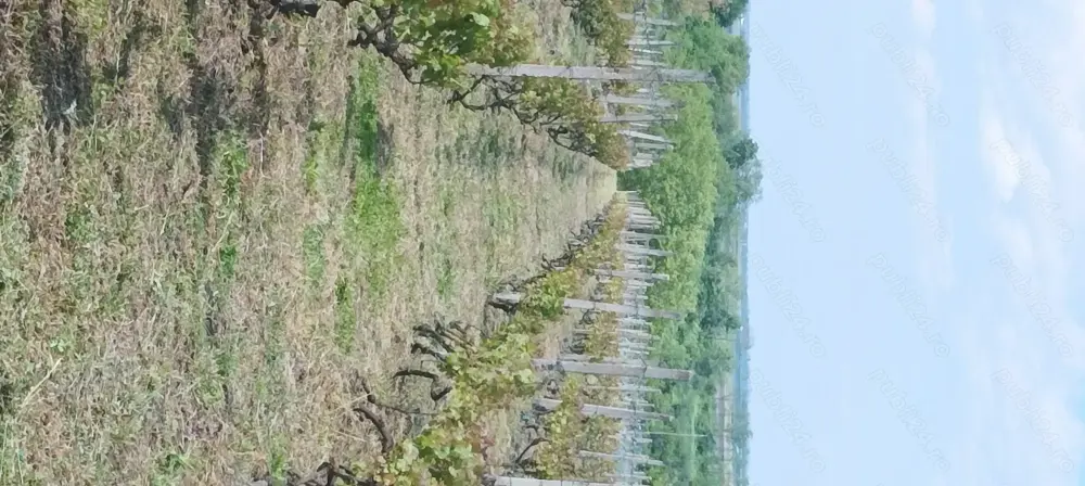 Vînd teren intravilan Sărata, Bacău 23 euro