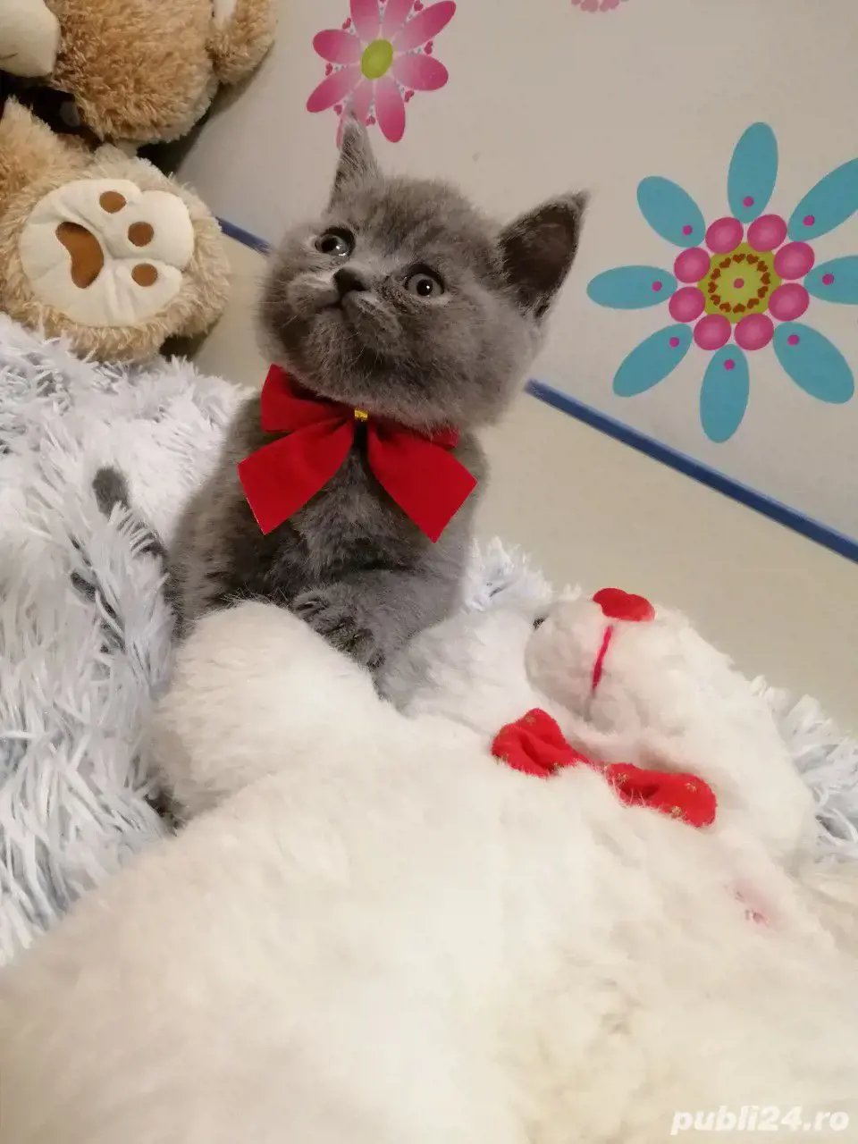 british shorthair blu!
