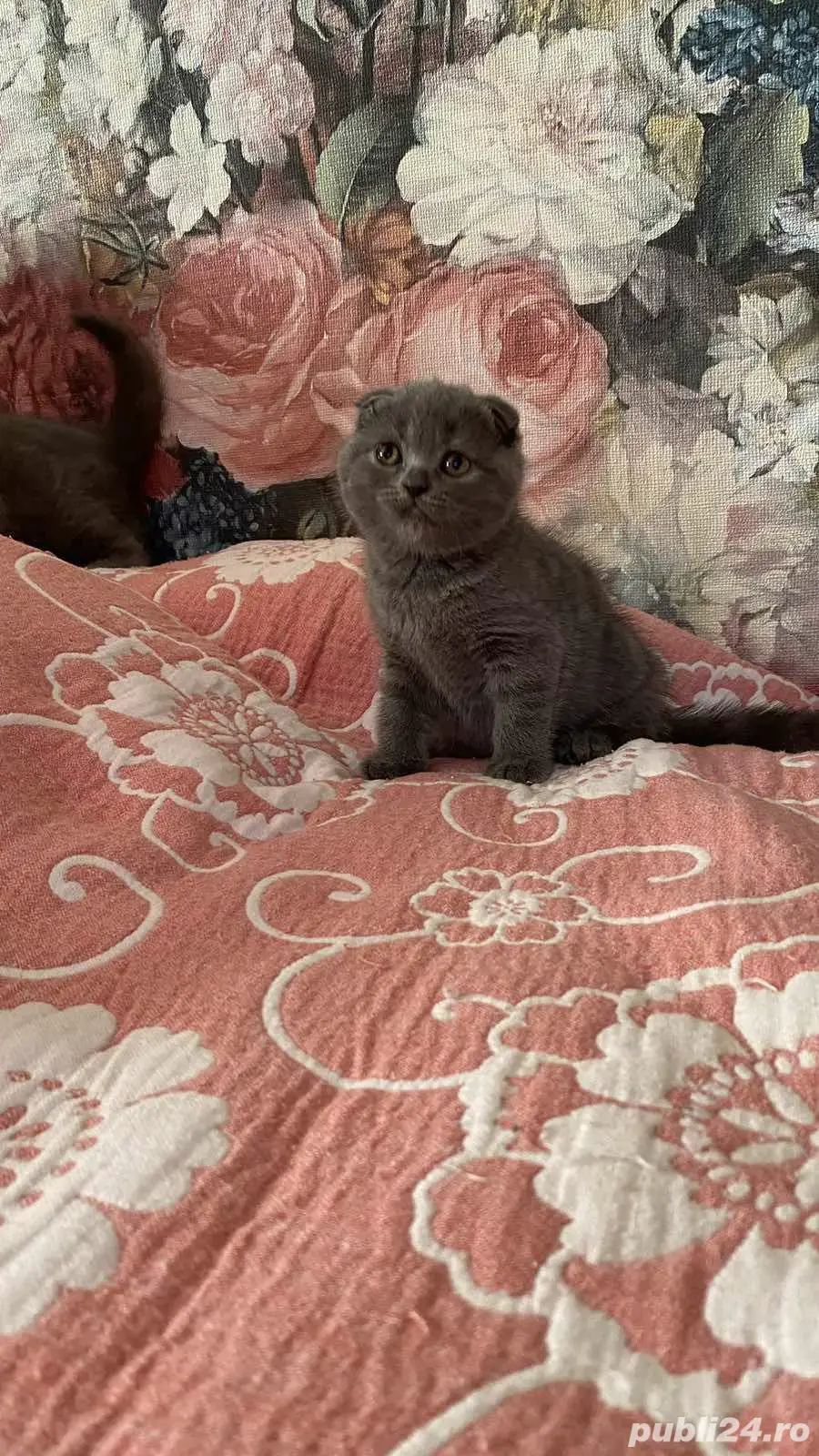 scottish fold! Asigur transport!