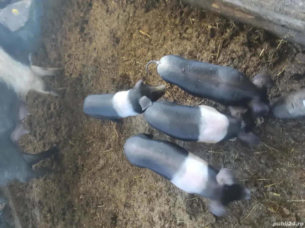 purcei bazna rasa pura