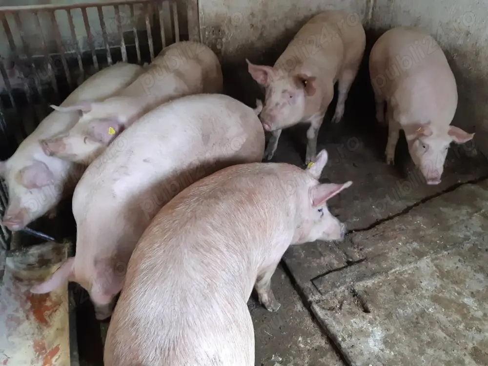 Porci 120-180kg Rasă Carne 