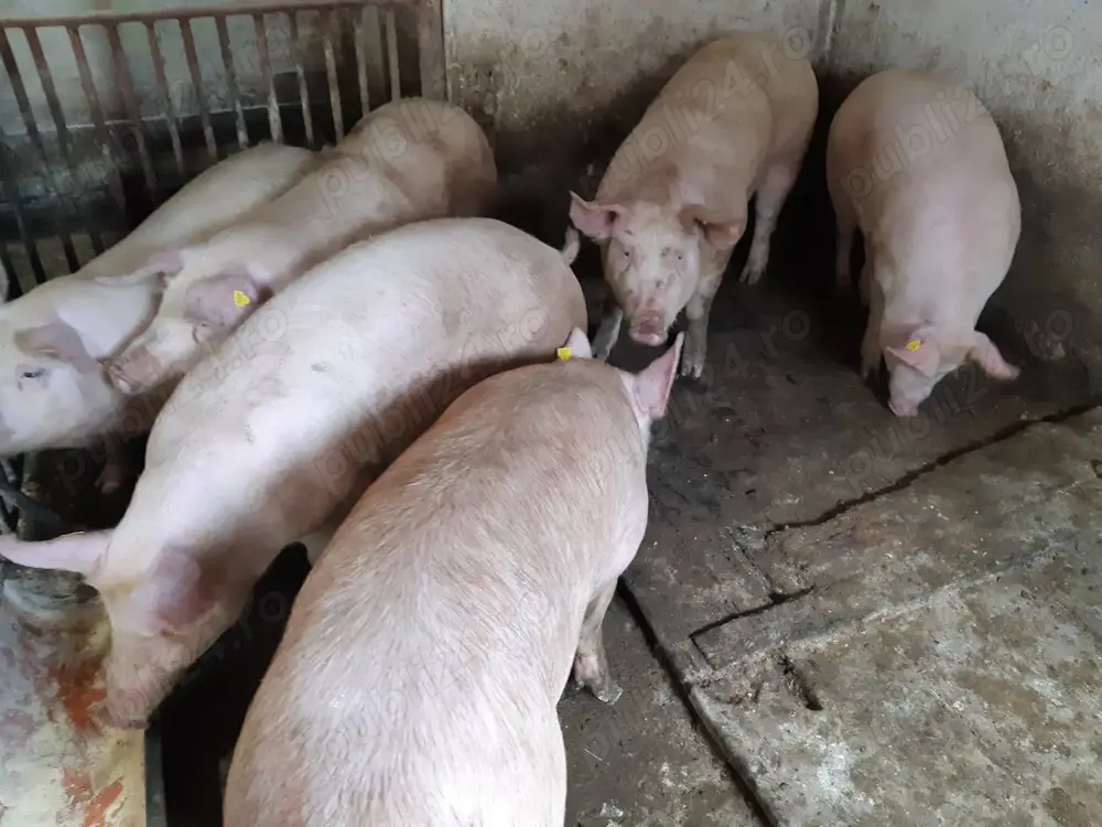 Porci de Carne 110-160kg