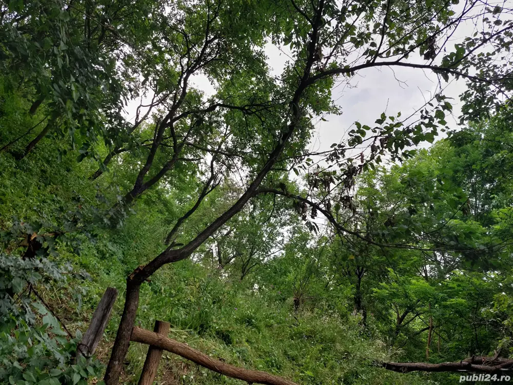 Livadă pomi Livadă pomi