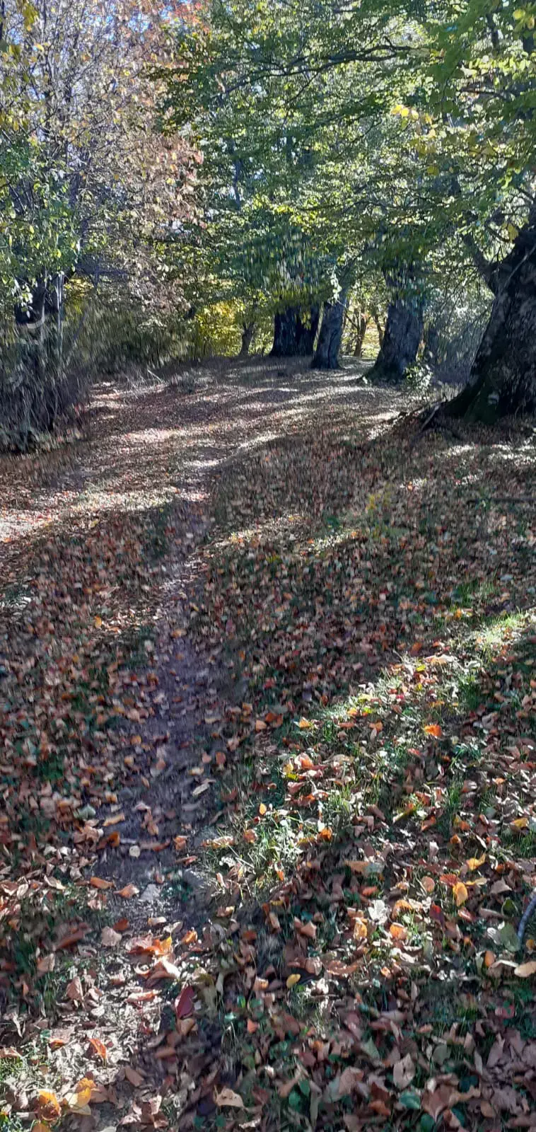 Teren de vânzare Valea Cernei 