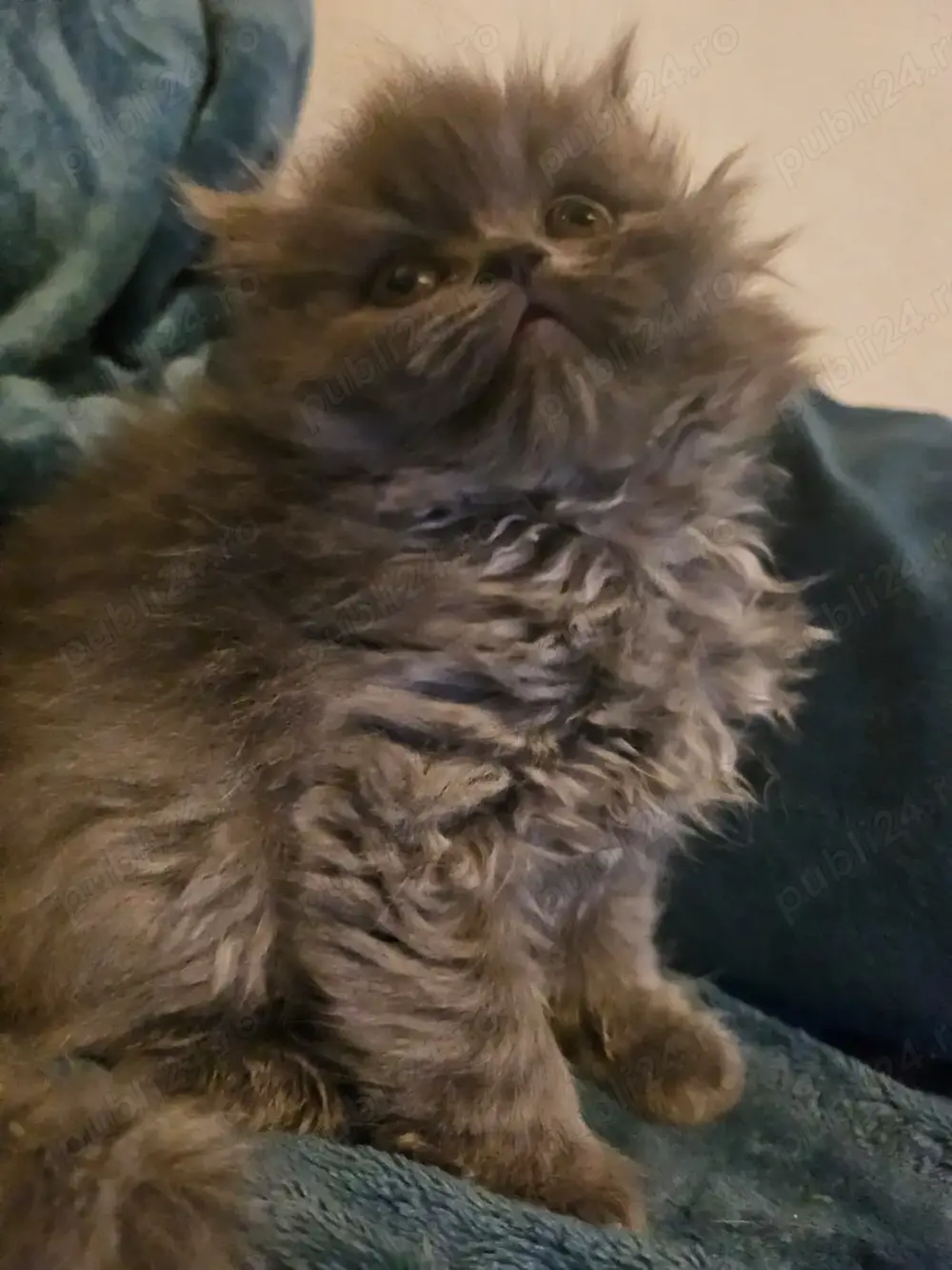 Pisica British longhair blue Pisica British longhair blue