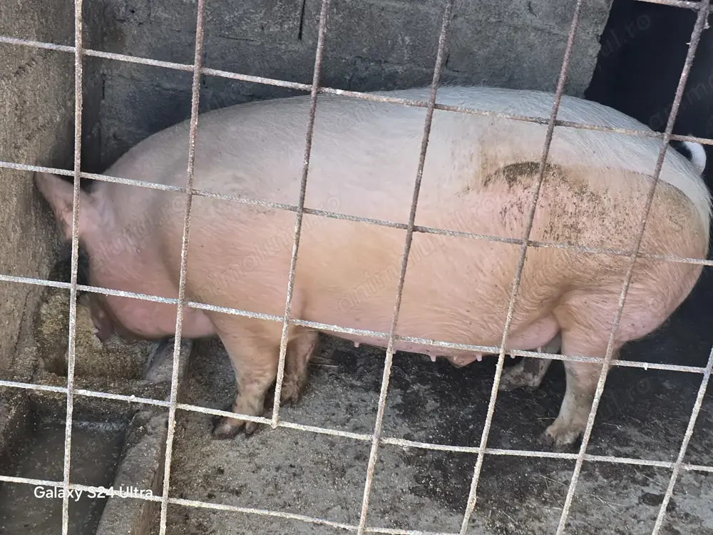 Porc de carne cu foarte putina grasime