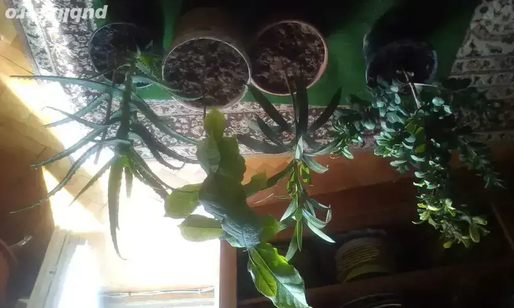 copacel de magnolie,ficus tailandez,aloie vera si leandru