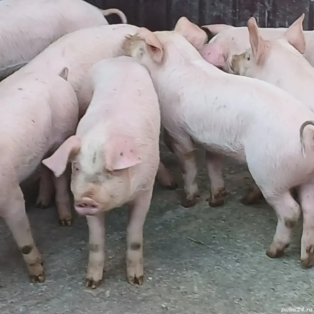 purcei pik 11 saptamani  purcei pik 11 saptamani