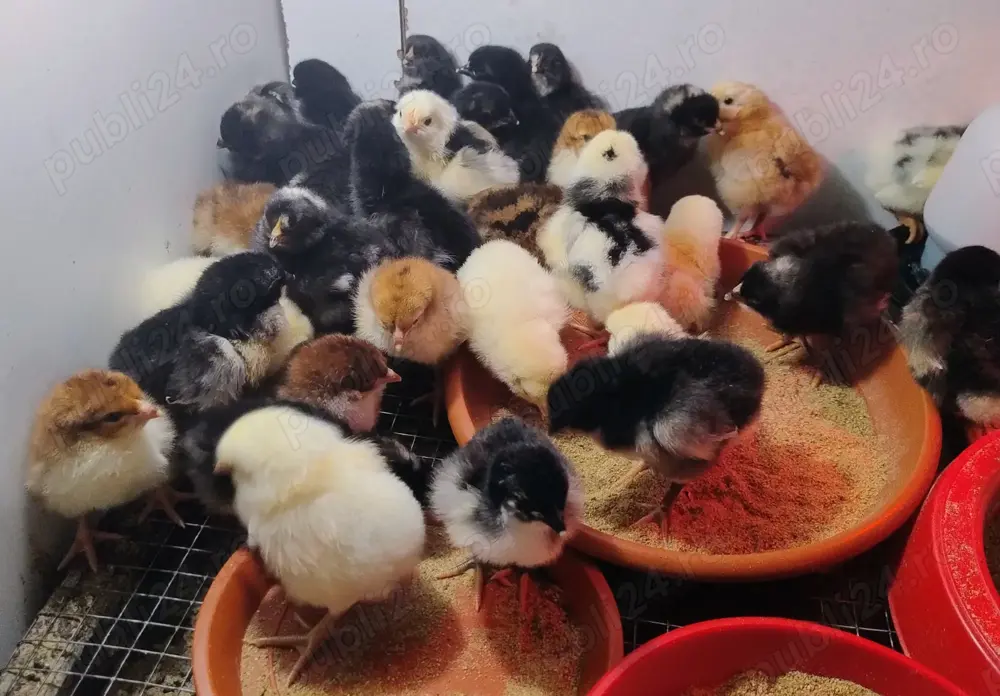 Oferta:29 pui de gaina: La Bresse; Sussex portelan; Plymouth rock barat