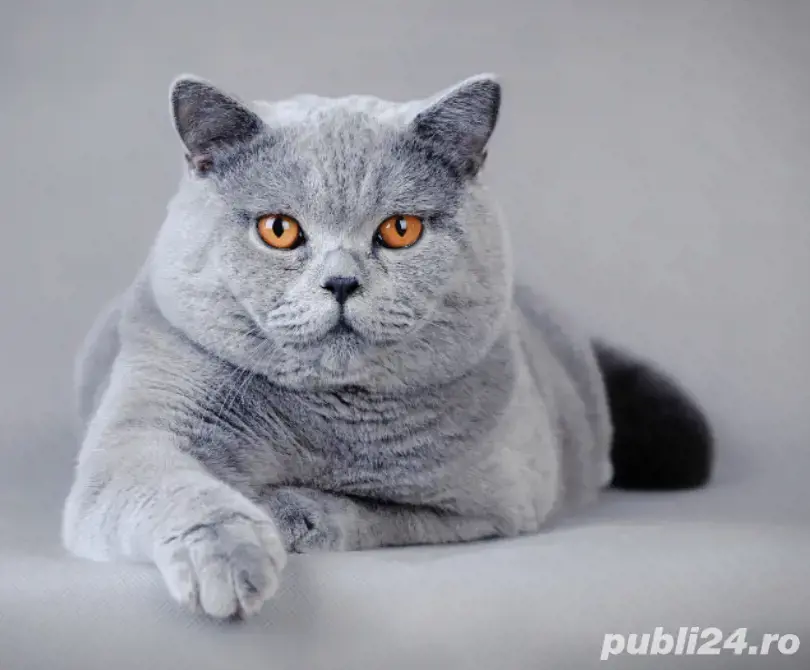 Vand urgent British Blue Vand urgent British Blue