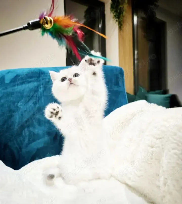 Puiuți British Shorthair White 