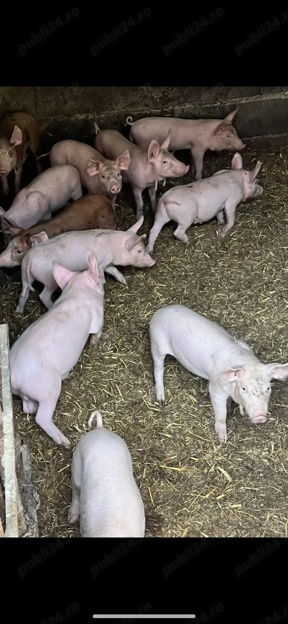 Vand purcei frumosi vaccinati tel  