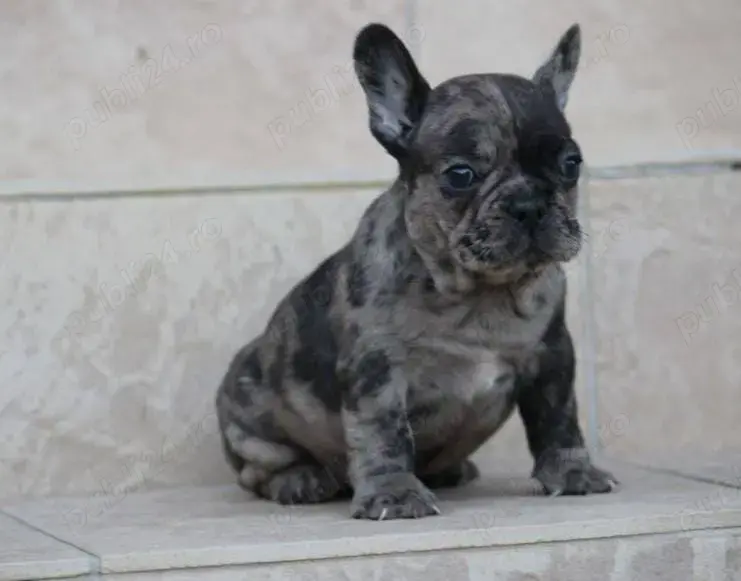 Pui buldog bulldog francez blue tan, black tan, blue, gri, albastru, blue fawn etc