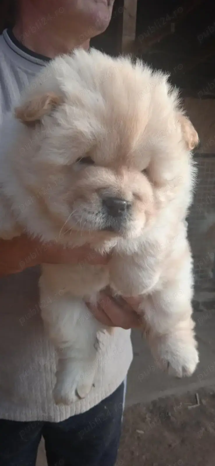 Pui chow chow diferite culori 