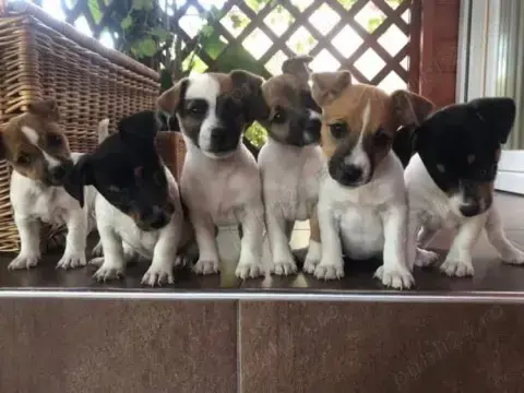 Pui jack russell russel diferite culori