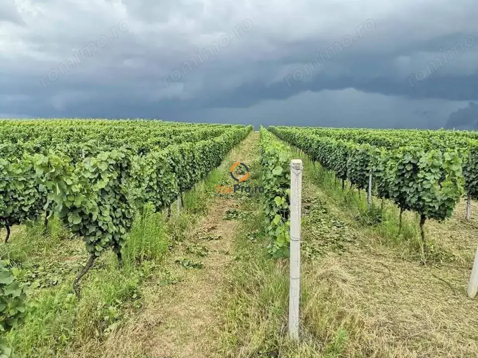 Afacere Investitie Vie 4 Hectare 40 km de Oradea