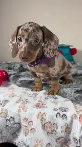 Pui de teckel - tekel - techel blue , arlequin etc 