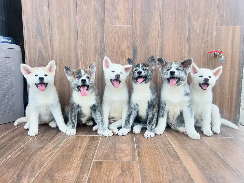 Femele si masculi de akita inu japonez 