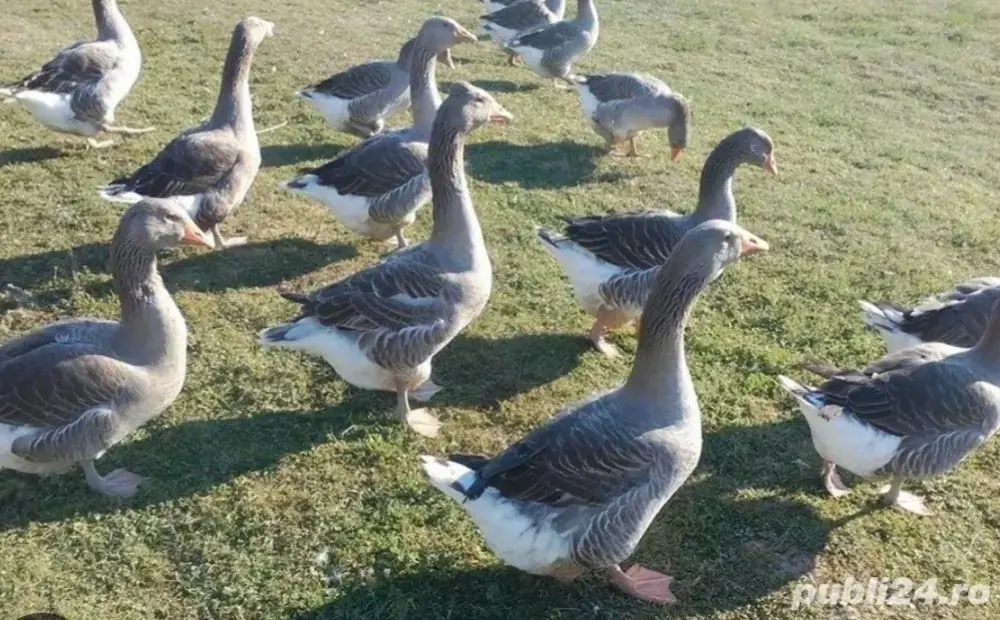 vand gaste rasa grea BIO vand gaste rasa grea BIO