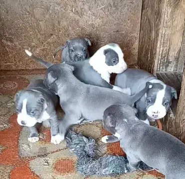Pui de amstaff amstaf blue fawn si blue , gri, albastru 