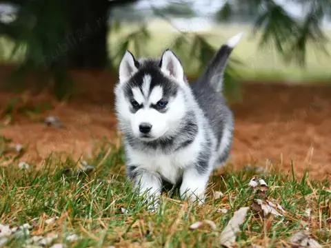 Pui de husky siberian femele si masculi diferite culori