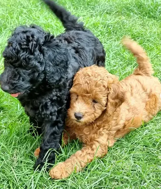 Pui Caniche Toy Premium - diverse culori, vaccinuri la zi !!!