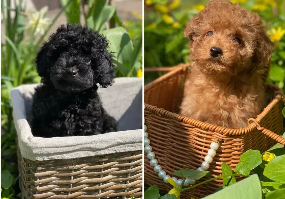 Pui Caniche Poodle Toy -Disponibili Acum !