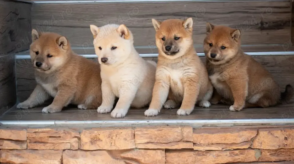 Pui shiba inu femele si masculi diferite culori 