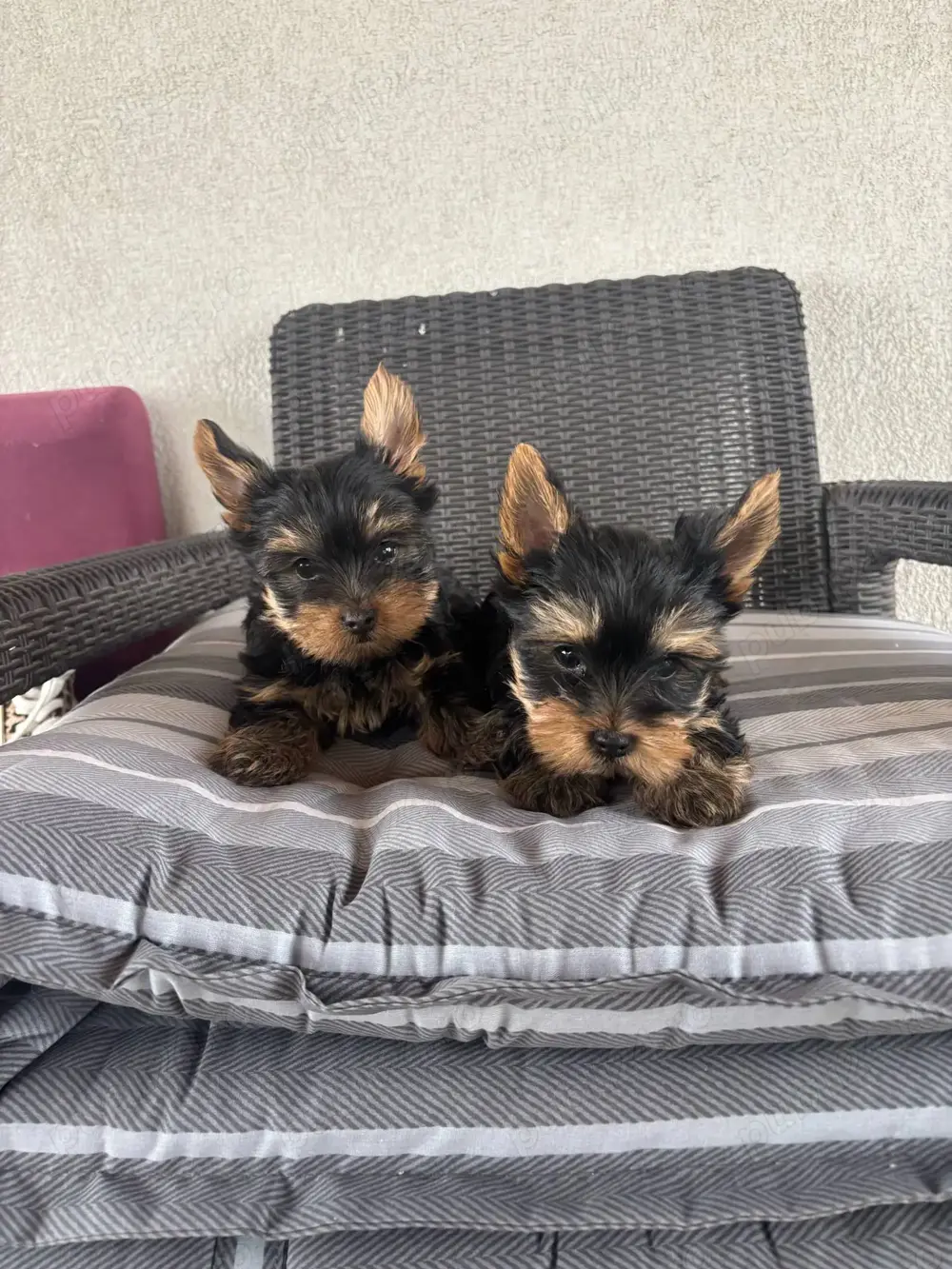 Pui de yorkshire   yorki  yorkie terrier terier Pui de yorkshire   yorki  yorkie terrier terier