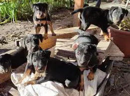 Pui jagd terrier terier jagdterrier