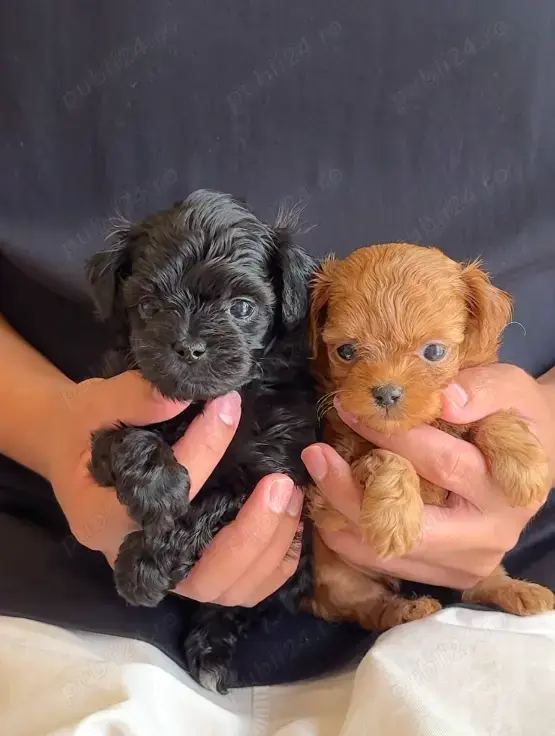 Pui Caniche  Toy - Sănătoși, Îngrijiți,  cu Acte și Vaccinuri 