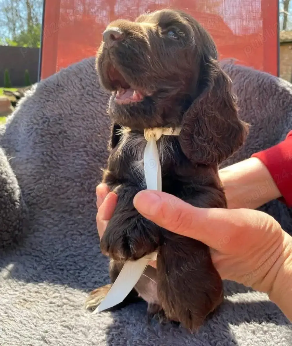 Pui cocker coker spaniel spaniol diferite culori 