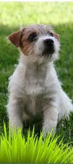 Pui jack russell russel sarmos 