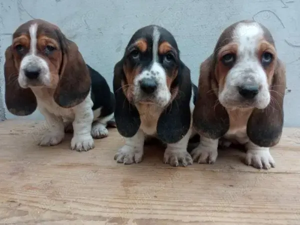 Pui basset hound  Pui basset hound