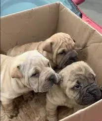 Pui shar-pei   sharpei   shar pei 