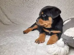Pui rottweiler femele si masculi