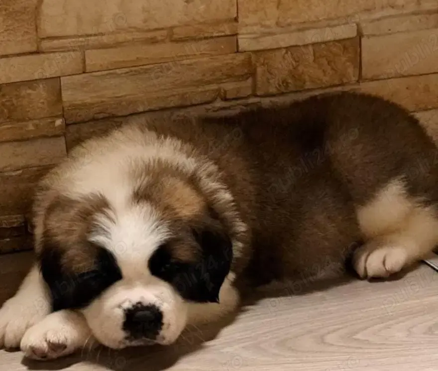 Pui saint bernard  Pui saint bernard