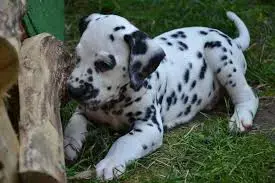 Pui de dalmatian pete negre si maro  Pui de dalmatian pete negre si maro